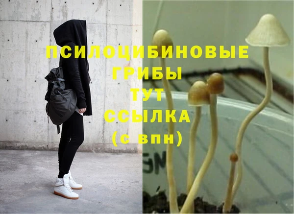 прущие грибы Абдулино